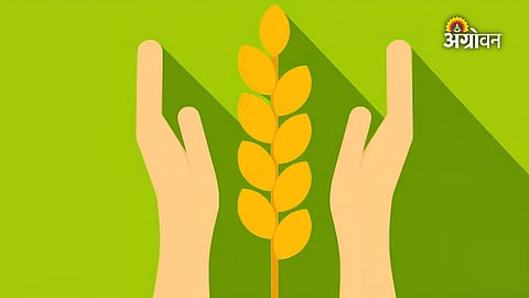 Farmer compensation for banana crop loss