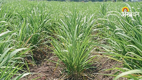 Fertilizer Management