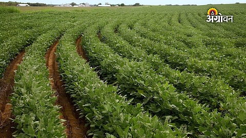 Maharashtra agriculture soybean update