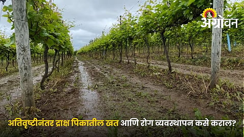 Heavy Rain Grape Crop Management