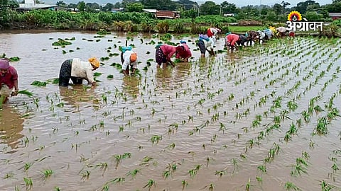Crop sowing update in Maharashtra