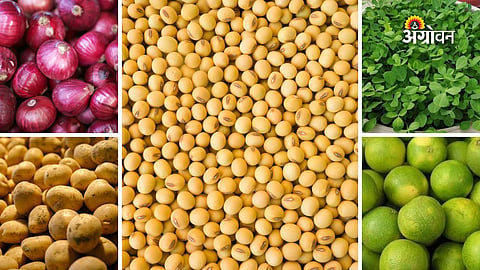 Maharashtra agricultural market update today