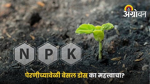 Basal Fertilizer Management For Crops