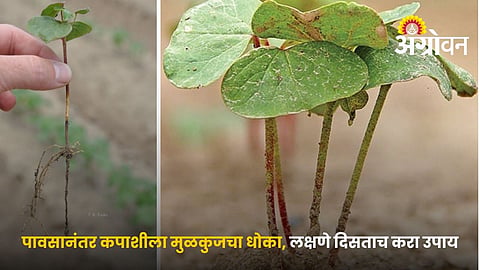 Cotton Crop Protection From Root Rot