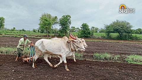 Kharif crop sowing report in Maharashtra