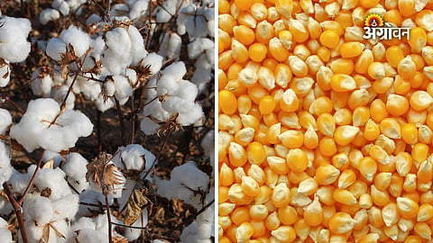 Cotton cultivation declines in Maharashtra
