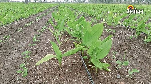 Spice crop cultivation in Maharashtra