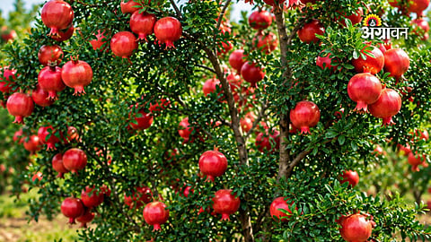 Fresh Indian pomegranate market in the US