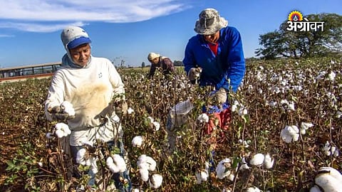 Cotton commodity market update