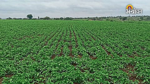Maharashtra farmers affected by monsoon delay