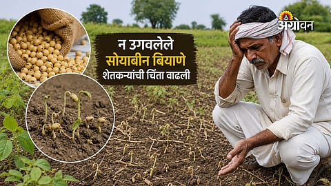 Kharif soybean crop germination problems