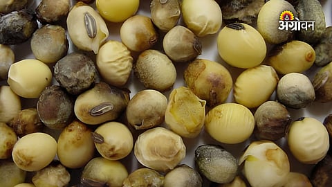 Agriculture department seed inspection