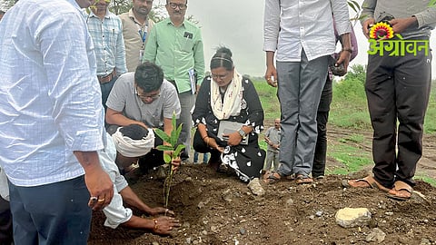 Bamboo Plantation Campaign