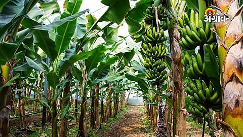Early banana harvesting in Maharashtra