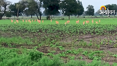 Wild Animals Crop Damage
