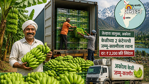 Domestic demand for Maharashtra bananas