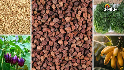 Daily mandi price report Maharashtra
