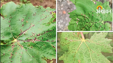 Grape Disease Management