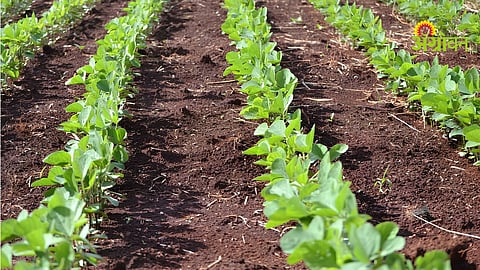 Soybean Crop Management
