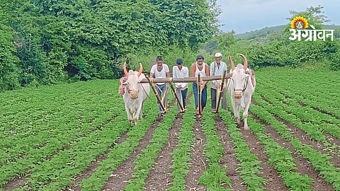 Farm Activities