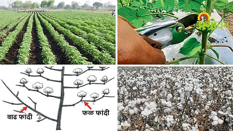 Cotton Cultivation Techniques