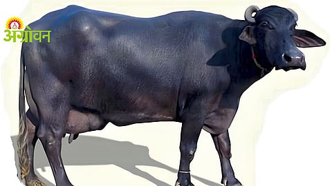 Livestock Breeding Policy