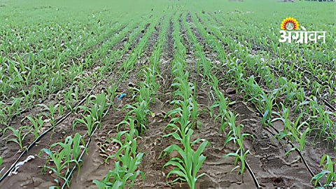 Bajra Sowing