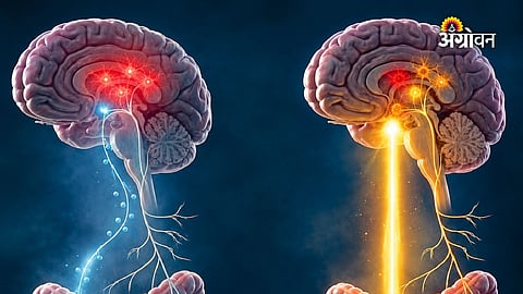 Fruit sugar and brain health