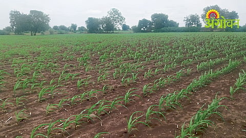 Kharif Sowing