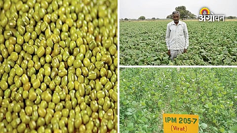 Best farming methods for higher moong yield