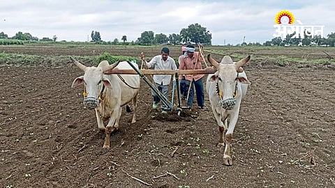 Re Sowing Crop Management Tips