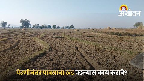 Crop Management During Rain Gap