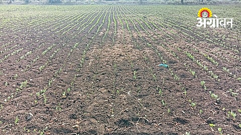Rain Delay Threatens Kharif Crops in Beed