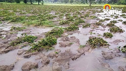 Farmers Seek Immediate Release of Crop Loss Aid
