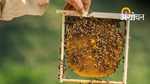 50% Subsidy Announced for Beekeeping in Maharashtra
