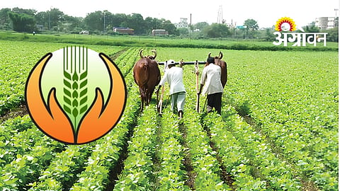 Last Year’s Kharif Crop Insurance Cleared in Dharashiv