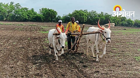 Dry Spell Slows Kharif Crop Sowing Across Solapur