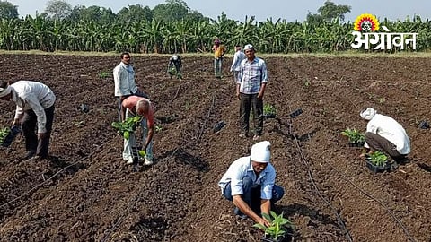 Early Kandebag Banana Planting Begins in Khandesh
