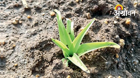 Safed Musli Farming Gains Popularity Among Jalna Farmers