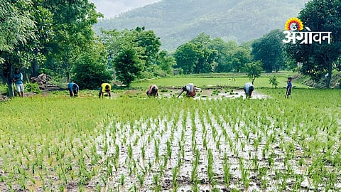 Paddy Nursery Update