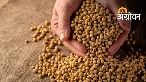 Germination Complaints Against Booster Soybean Seeds Rise