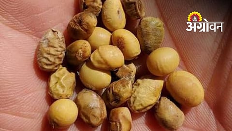 Faulty Soybean Seeds Force Farmers to Re-Sow