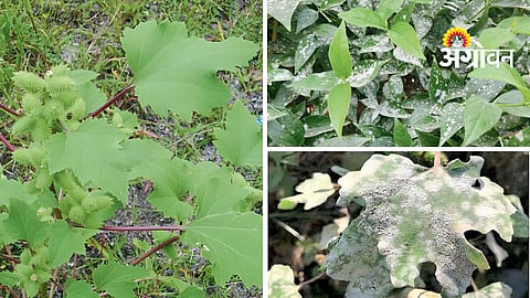 Biological Crop Disease Management