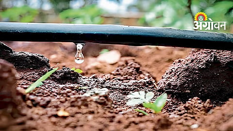 Drip Irrigation Subsidy Delay