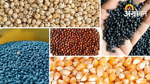 Nanded Receives 174 Complaints Over Poor Seed Germination