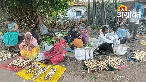 Seasonal Lotus Root Trade Boosts Rural Income in Gondia