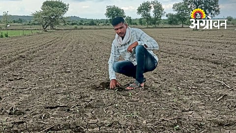 Low-Quality Seeds Hit Soybean Cultivation in Vidarbha