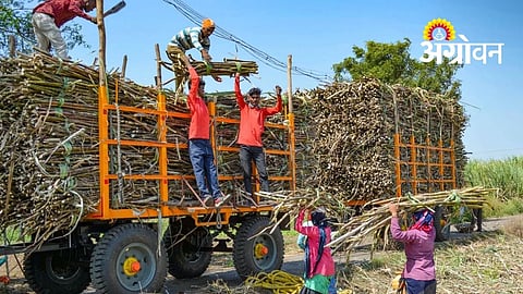 Protest in Kolhapur Over Pending Sugarcane Installment