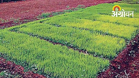 Rain Delay Slows Kharif Sowing and Paddy Transplanting