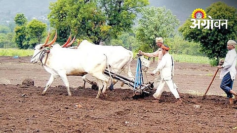 Nandurbar Awaits Heavy Rain as Sowing Remains Slow
